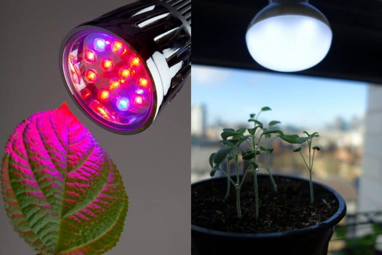 Grow Light Vs Regular Light Grower Today