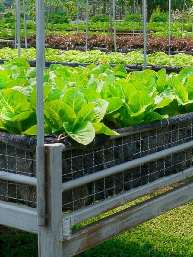 Find Out How To Successfully Grow Romaine Lettuce In Containers