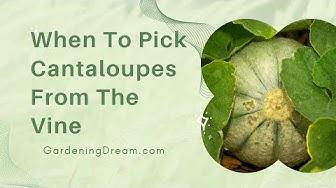 'Video thumbnail for When To Pick Cantaloupes From The Vine'