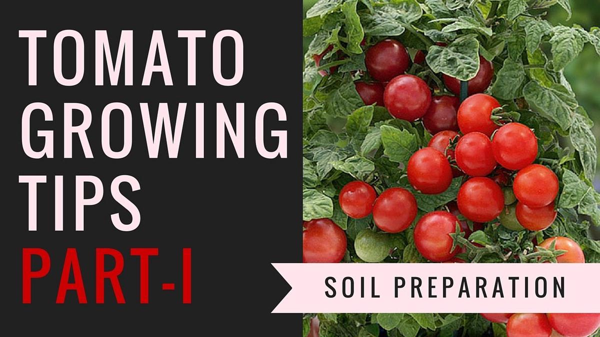 'Video thumbnail for Create Best Growing Soil For Your Tomatoes'