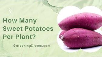 'Video thumbnail for How Many Sweet Potatoes Per Plant?'