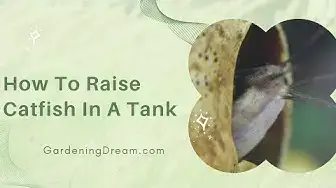 'Video thumbnail for How To Raise Catfish In A Tank'