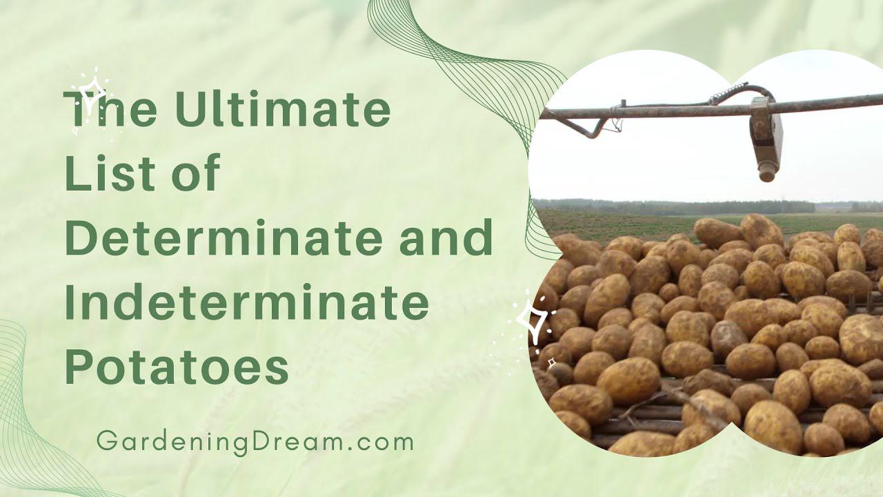 'Video thumbnail for The Ultimate List of Determinate and Indeterminate Potatoes'