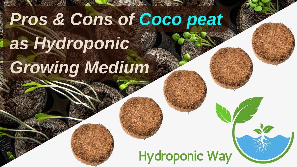 'Video thumbnail for Pros & Cons of Coco peat as Hydroponic Growing Medium'