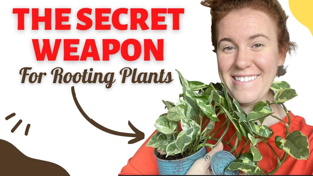 'Video thumbnail for Do Pothos Help Speed Up Other Plant Cuttings Root Growth? How To Grow Plant Cuttings Easier'