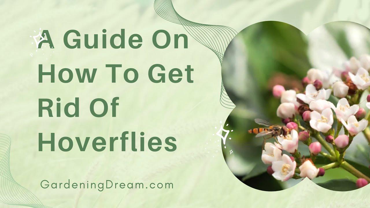 'Video thumbnail for A Guide On How To Get Rid Of Hoverflies'