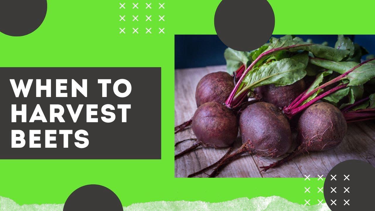 'Video thumbnail for When to Harvest Beets & How do you Know When Beets are Ready to Harvest 🌱'