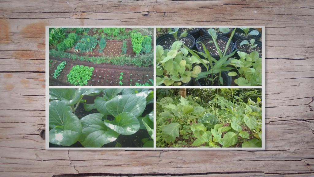 'Video thumbnail for 10 Differences Between In-Ground And Container Gardening'