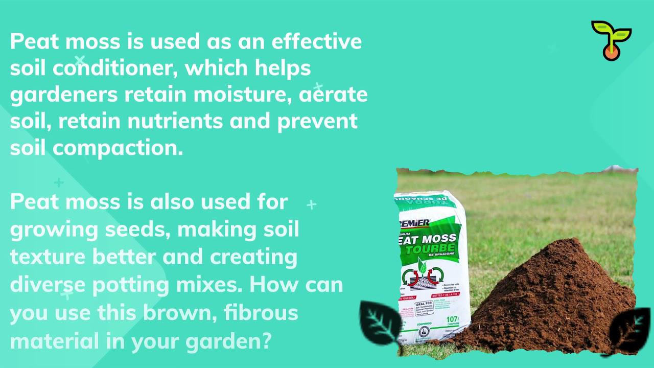 'Video thumbnail for Why You Should Consider Using Peat Moss as Soil Amendment? Here’s Superb Fact About It! (2021)'