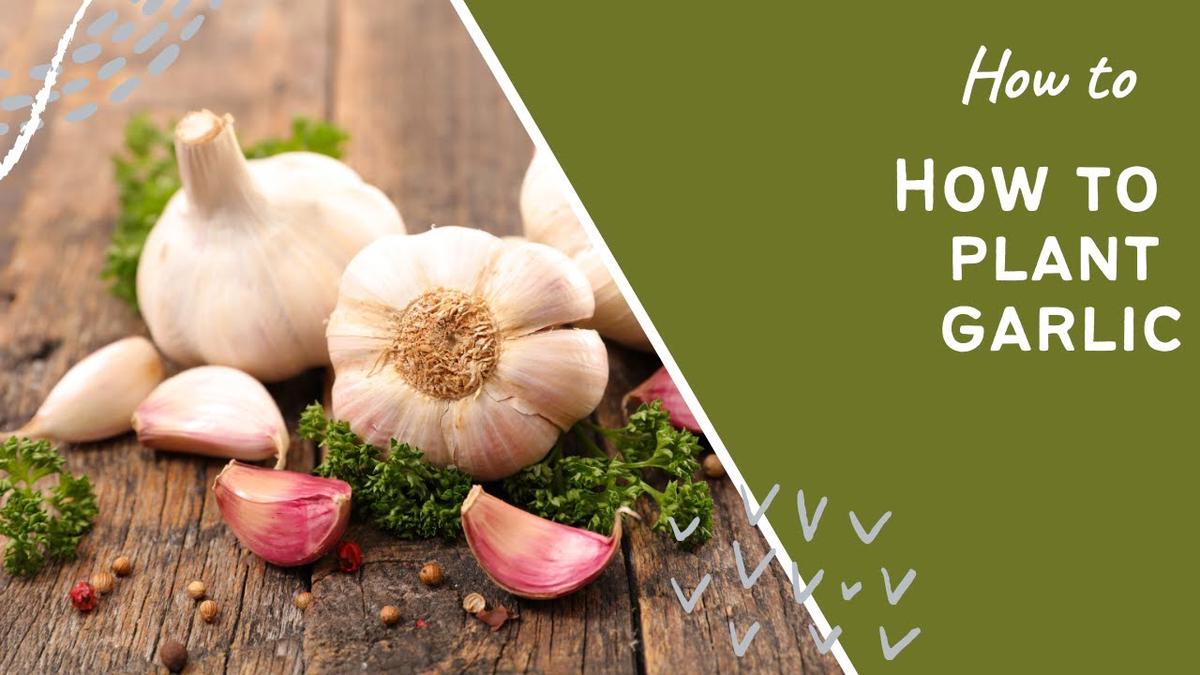 'Video thumbnail for How to plant garlic - step by step guide showing how to grow garlic.'