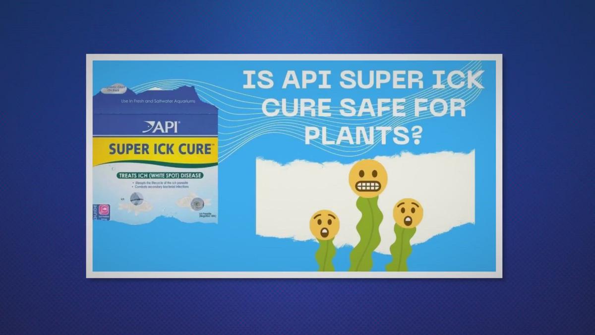 'Video thumbnail for Is API Super Ick Cure Safe for Plants?'