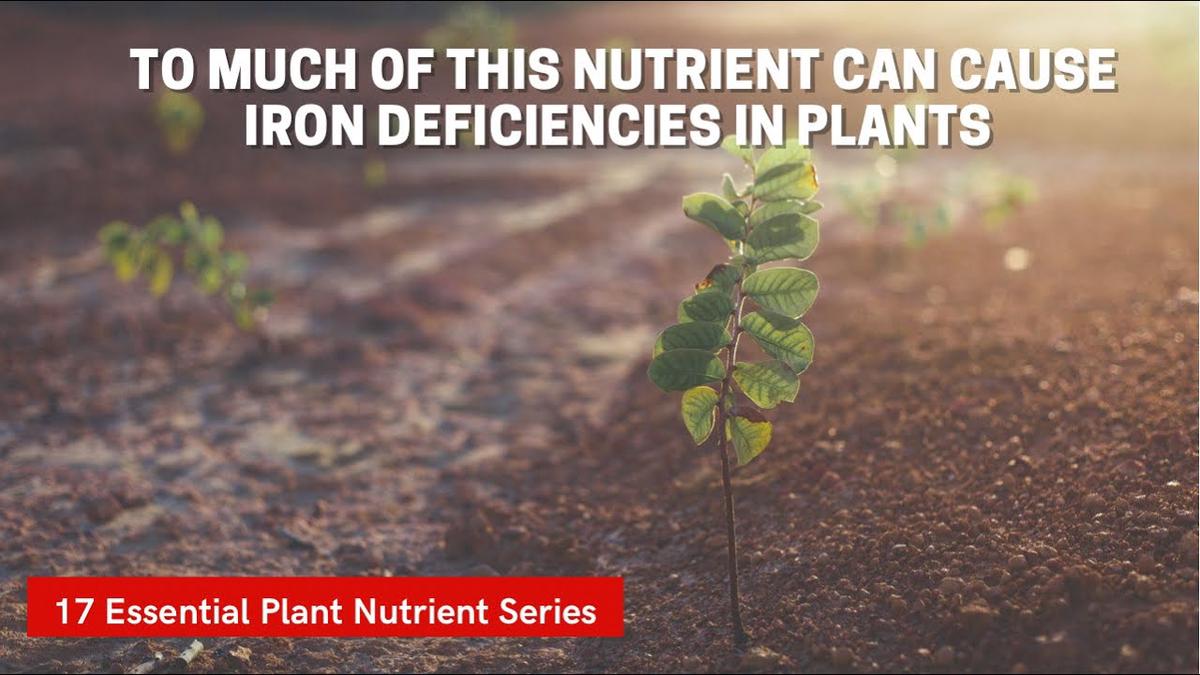 'Video thumbnail for Manganese For Plants Is Essential. But To Much Manganese In The Soil Can Cause Iron Deficiency!'