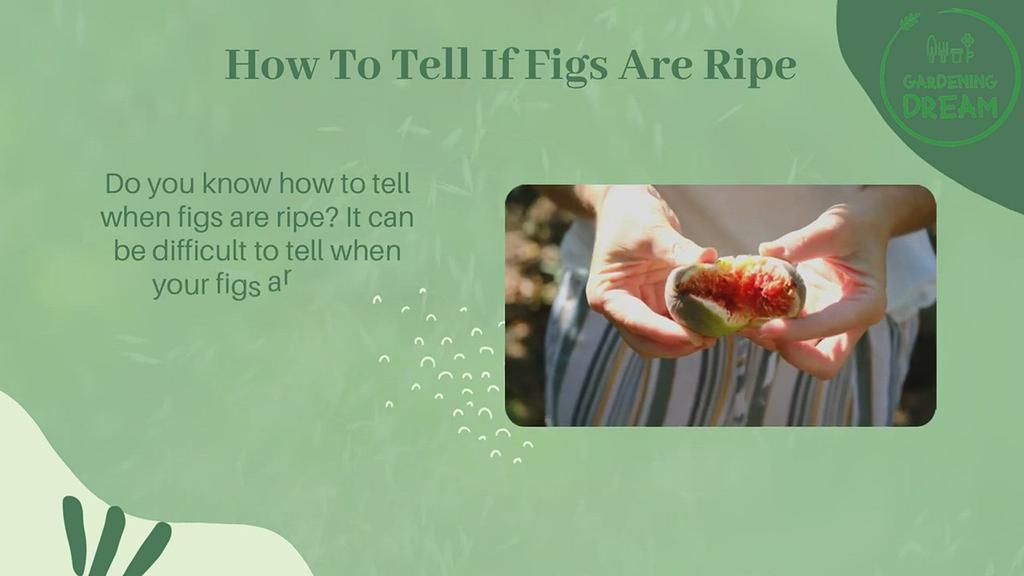 'Video thumbnail for How To Tell If Figs Are Ripe'
