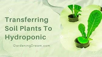 'Video thumbnail for Transferring Soil Plants To Hydroponic'
