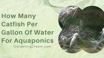 'Video thumbnail for How Many Catfish Per Gallon Of Water For Aquaponics'