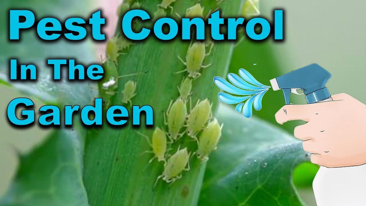 'Video thumbnail for Get rid of aphids from the garden and kill whiteflies'