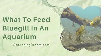 'Video thumbnail for What To Feed Bluegill In An Aquarium'