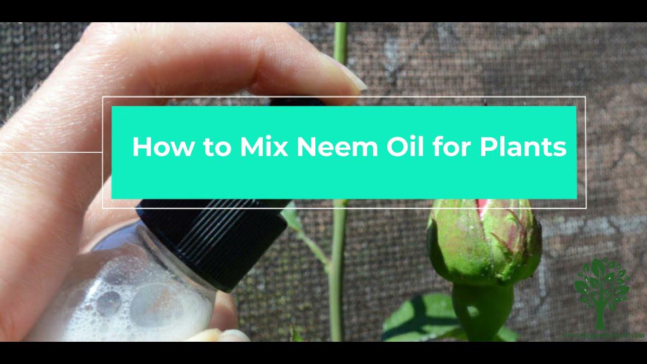 'Video thumbnail for How to Mix Neem Oil for Plants - 🌱 - Organic Pesticide ✅'