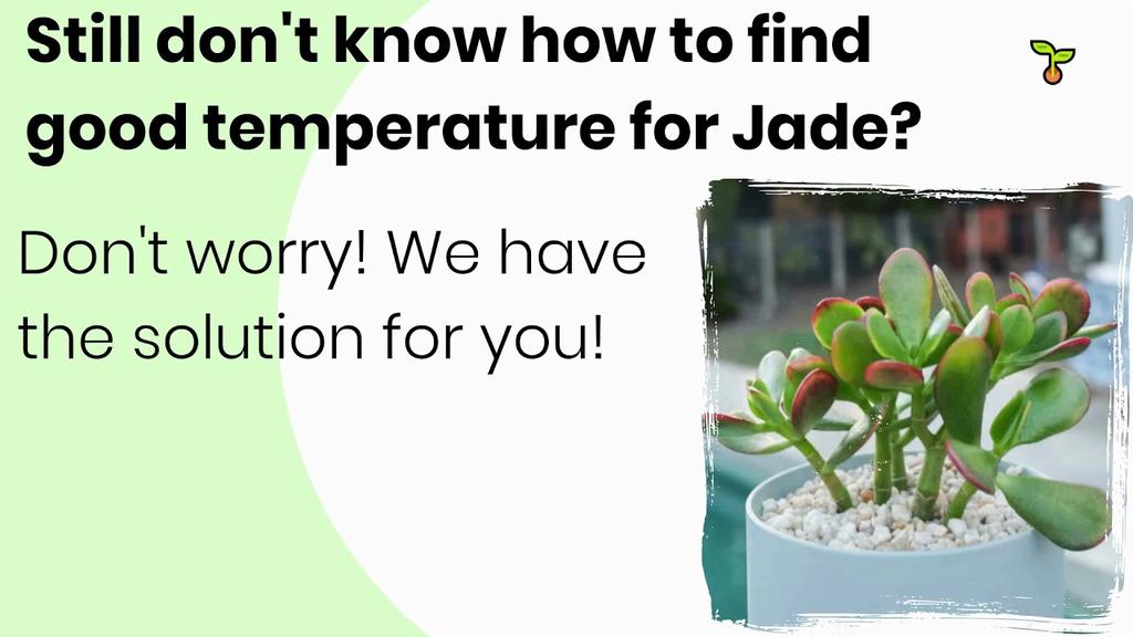 'Video thumbnail for Good Temperature for Jade Plant (2021)'