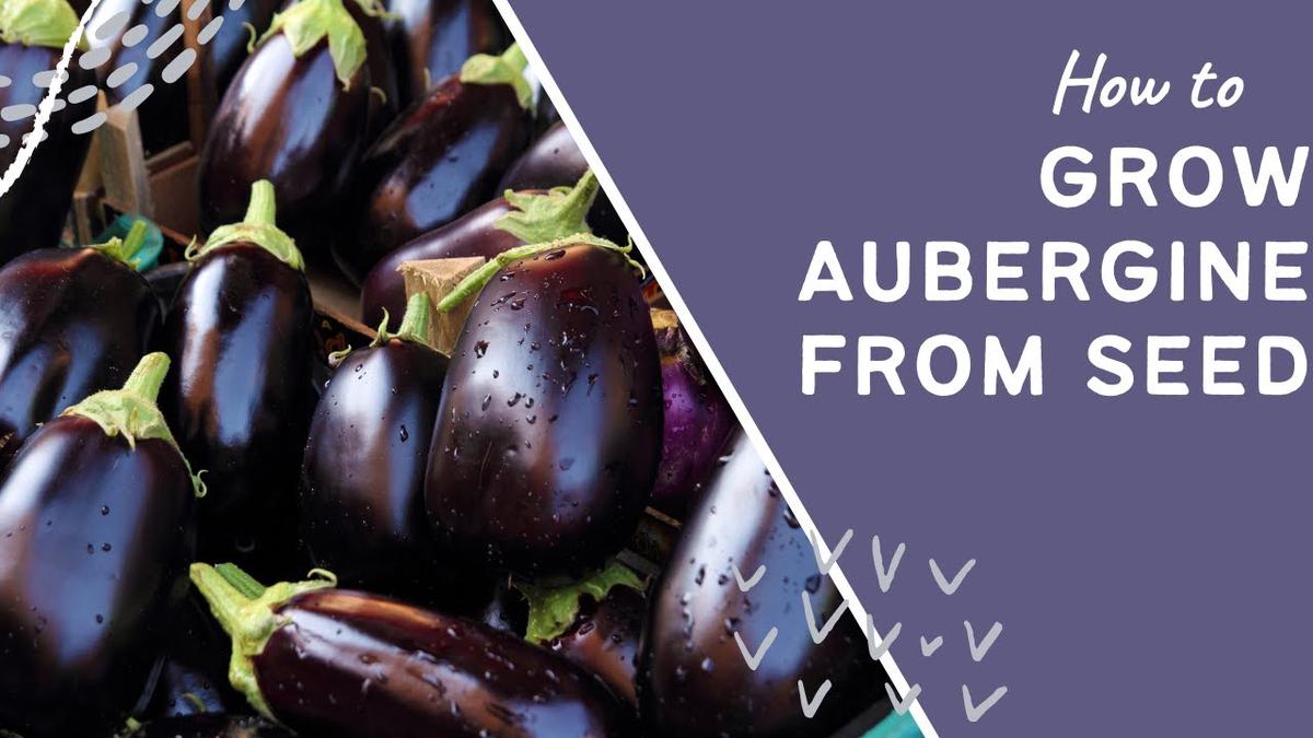'Video thumbnail for How to grow aubergine from seed Eggplant'