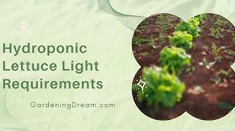 'Video thumbnail for Hydroponic Lettuce Light Requirements'