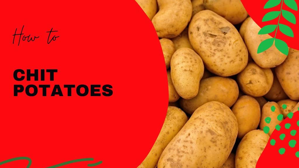 'Video thumbnail for How to Chit Potatoes in this step by step gardening tutorial'