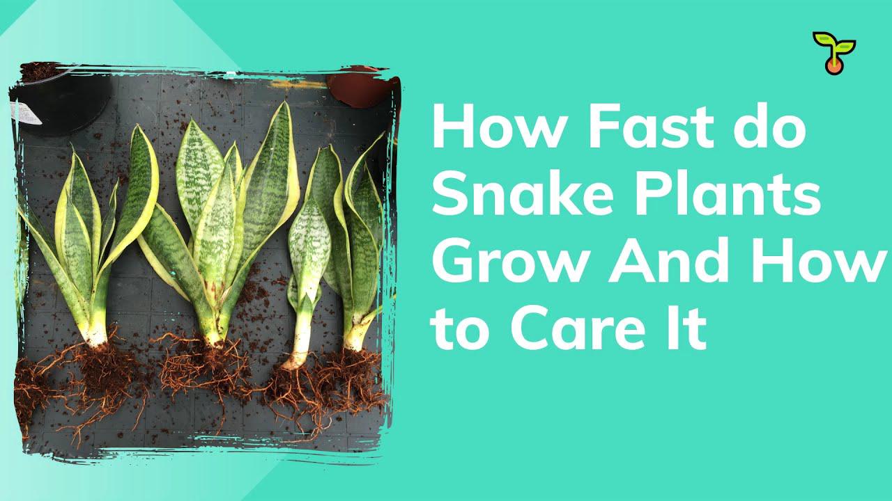 'Video thumbnail for How Fast do Snake Plants Grow And How to Care For One'