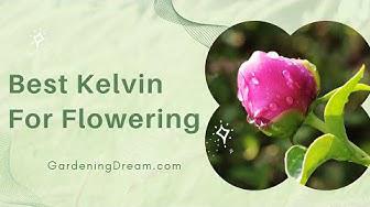 'Video thumbnail for Best Kelvin For Flowering`'