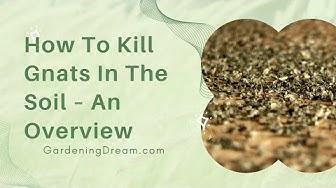 'Video thumbnail for How To Kill Gnats In The Soil – An Overview'