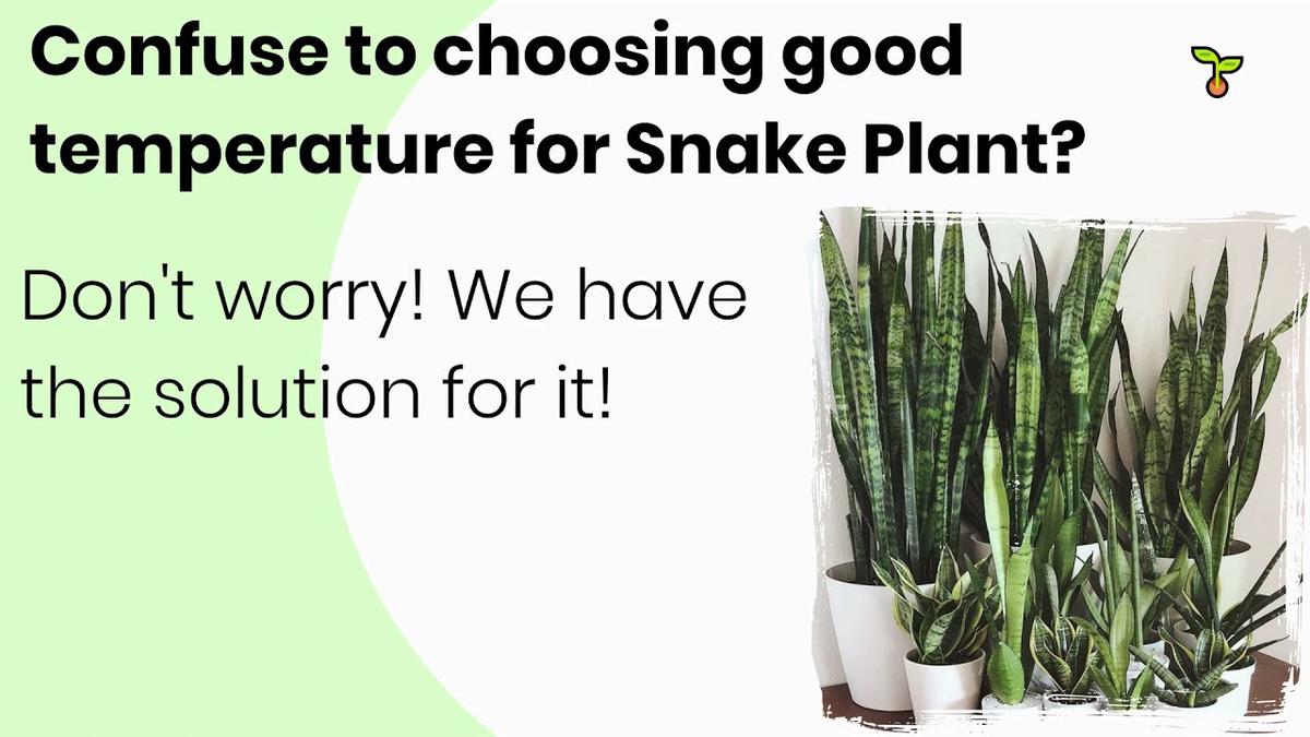 'Video thumbnail for Choosing Good Temperature for Snake Plant (2021)'