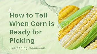 'Video thumbnail for How to Tell When Corn is Ready for Picking'