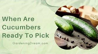 'Video thumbnail for When Are Cucumbers Ready To Pick'