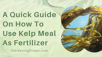 'Video thumbnail for A Quick Guide On How To Use Kelp Meal As Fertilizer'