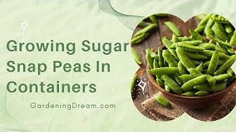 'Video thumbnail for Growing Sugar Snap Peas In Containers'