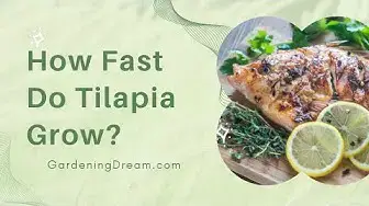 'Video thumbnail for How Fast Do Tilapia Grow'