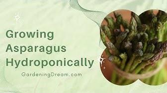 'Video thumbnail for Growing Asparagus Hydroponically'