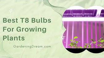 'Video thumbnail for Best T8 Bulbs For Growing Plants'