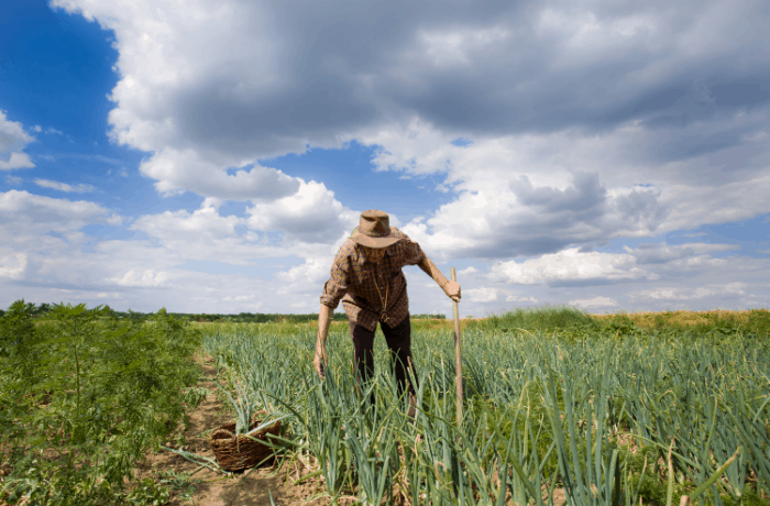 How to Get Rid of Johnson Grass Organically