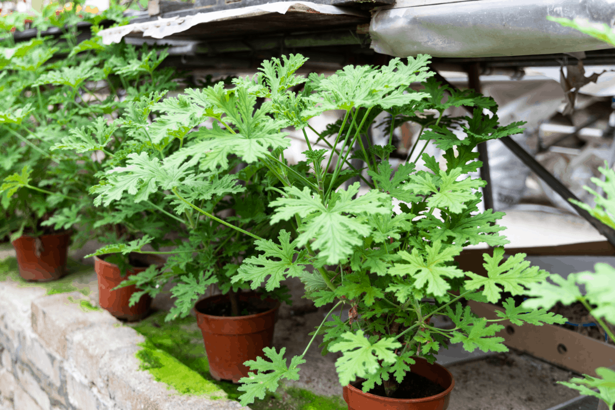 10 Amazing Mosquito Repelling Plants