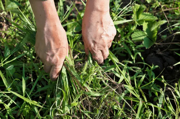 How to Get Rid of Johnson Grass Organically