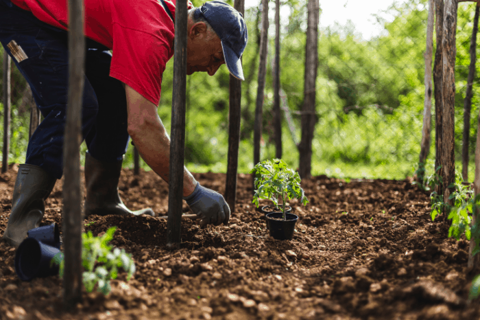 Paper Pot Transplanter Review 2019 – Este é o futuro da jardinagem orgânica?