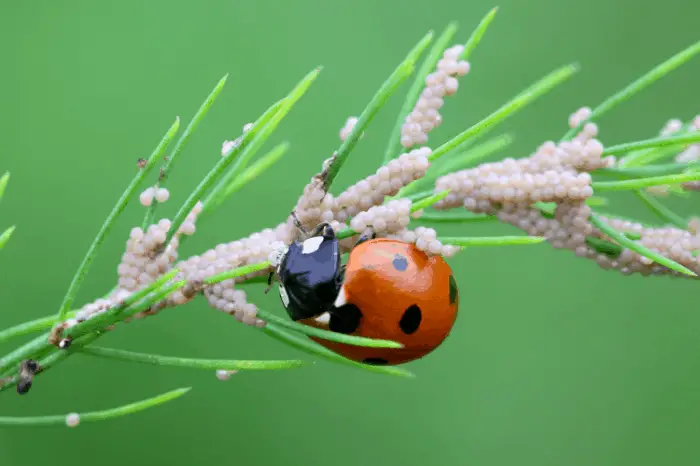 Amazing Natural Insect Pest Control Methods that Works