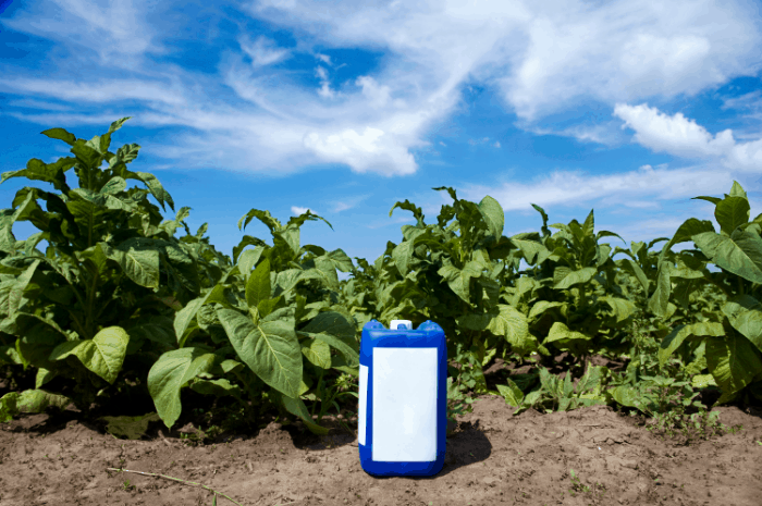 The Best Organic Herbicides for Weeds