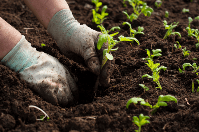 Paper Pot Transplanter Review 2019 – Ist das die Zukunft des Bio-Gartenbaus?