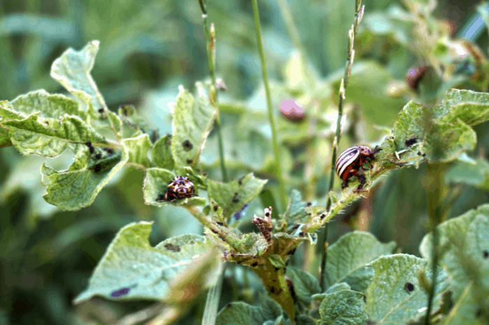 Amazing Natural Insect Pest Control Methods that Works