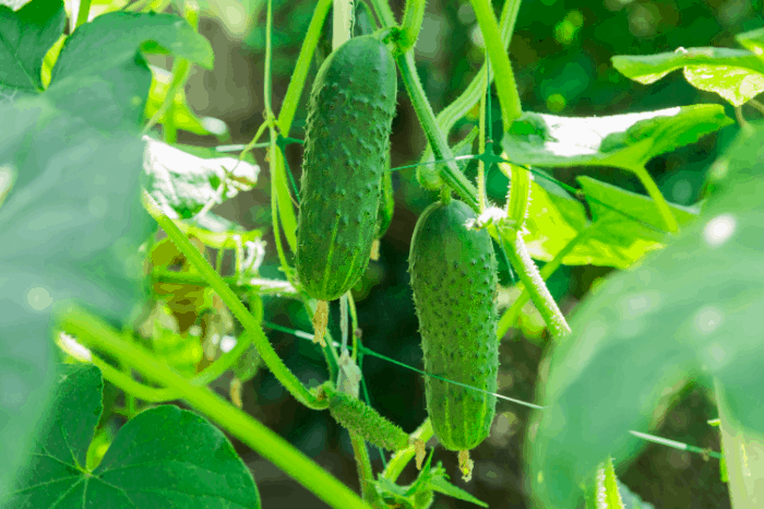 How to Get Rid of Cucumber Beetles Organically