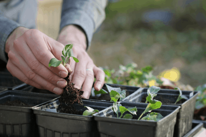 4 Simple Ways to Feed Your Garden the Right Organic Nutrients 