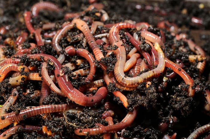 Organic Solution Premium Worm Castings: Natural Nutrients for Plants 