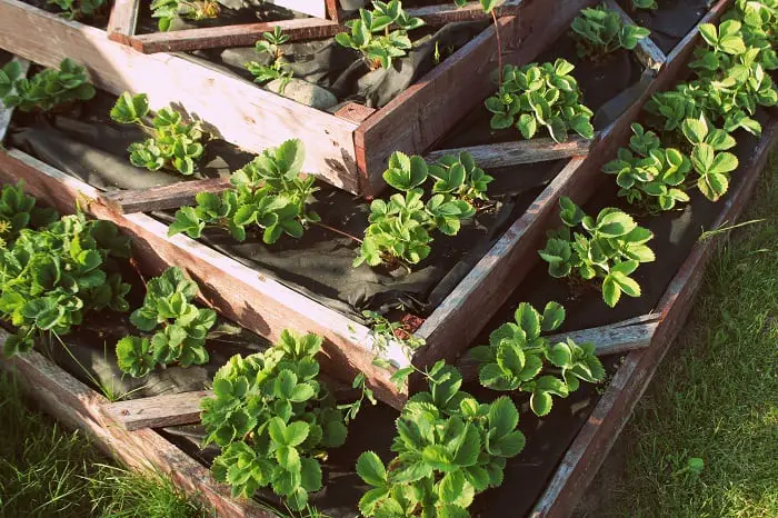 Everything You Need to Know Regarding Raised Garden Beds