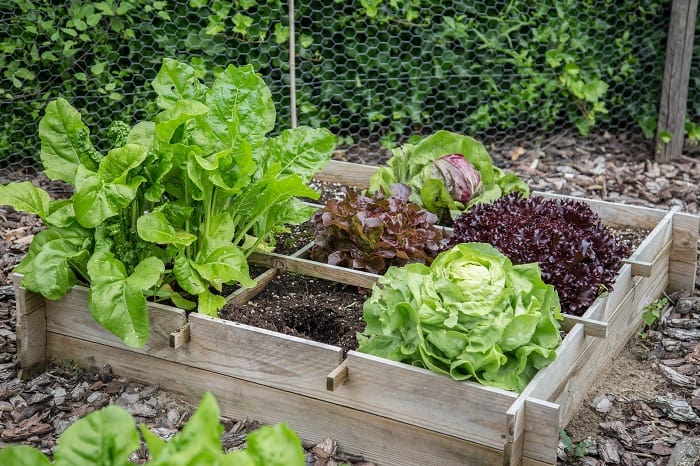 Everything You Need to Know Regarding Raised Garden Beds